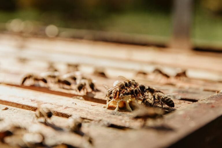 Best Ant Pest Control in Arlington