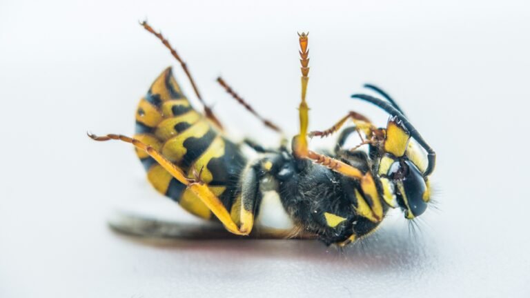 Best Ant Pest Control in Arlington